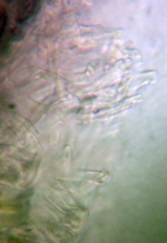 Microscopia dei licheni?